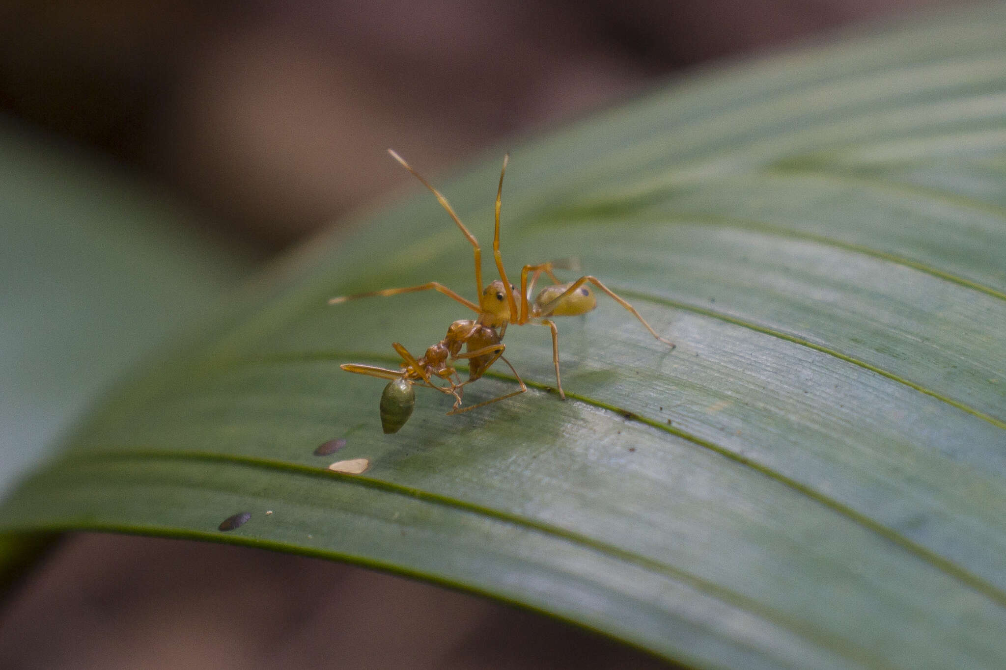 Sivun Amyciaea albomaculata (O. Pickard-Cambridge 1874) kuva