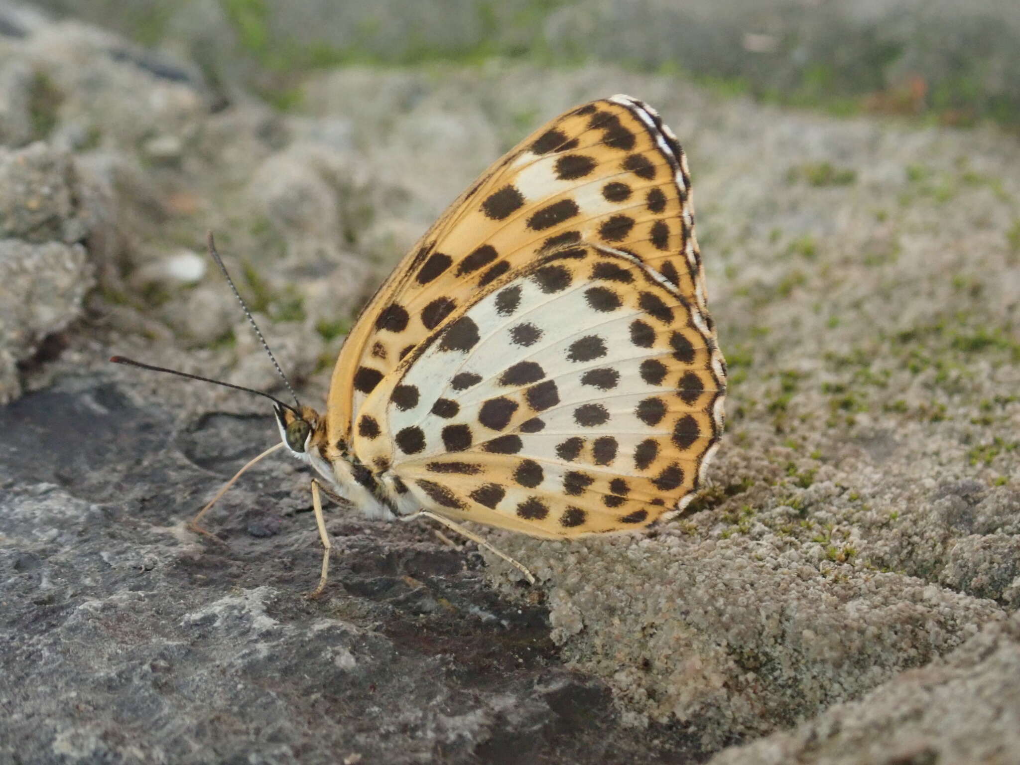 Imagem de Timelaea maculata Bremer & Grey 1853