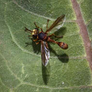 Image of Physocephala texana (Williston 1882)