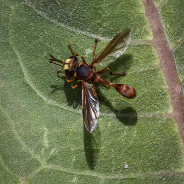 Image of Physocephala texana (Williston 1882)