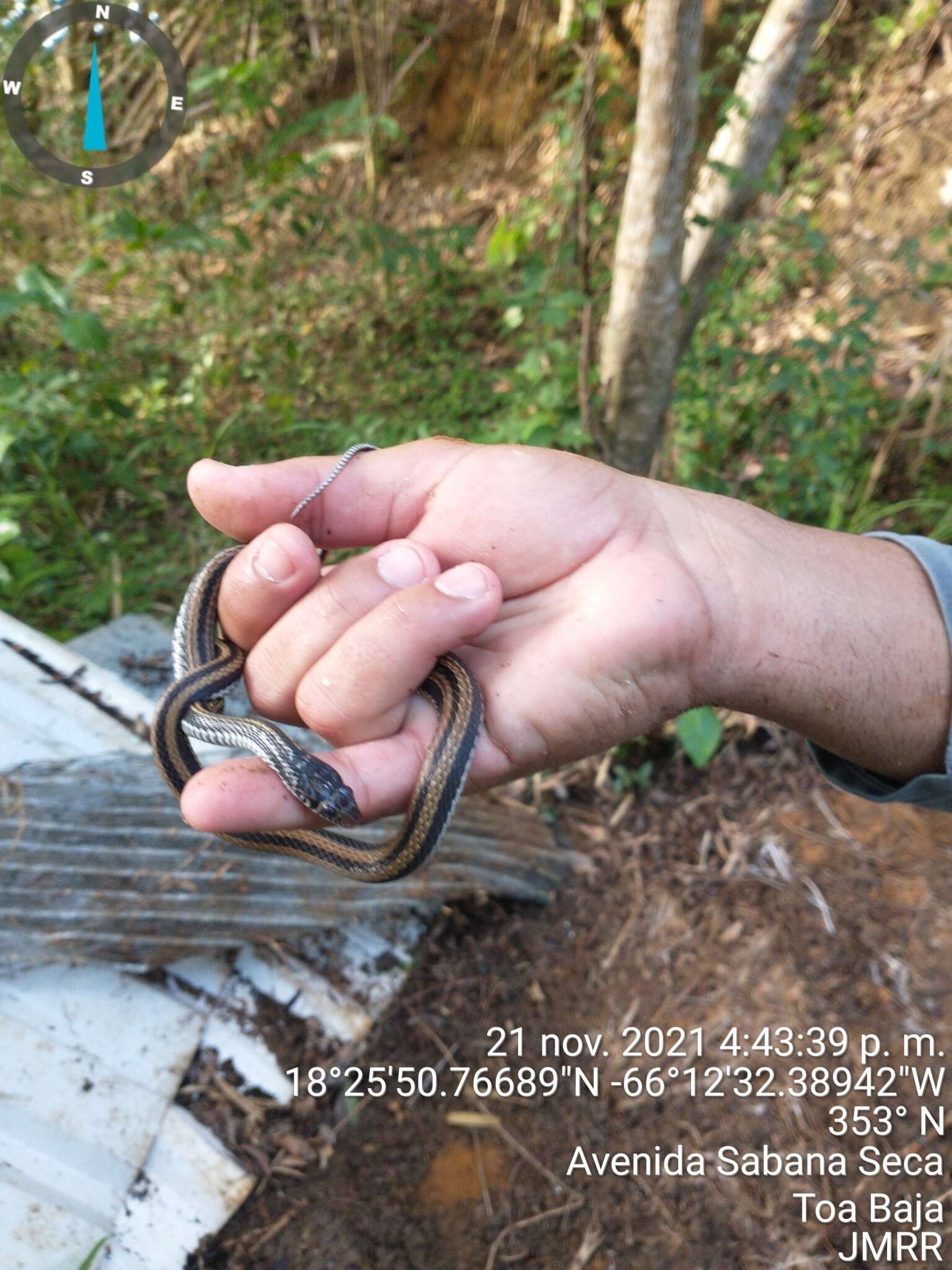 Image of Banded Keelback