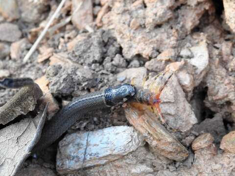 Image of Black-headed Snake (equatoriana