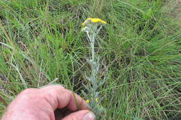 Image of Schistostephium crataegifolium (DC.) Fenzl ex Harv. & Sond.