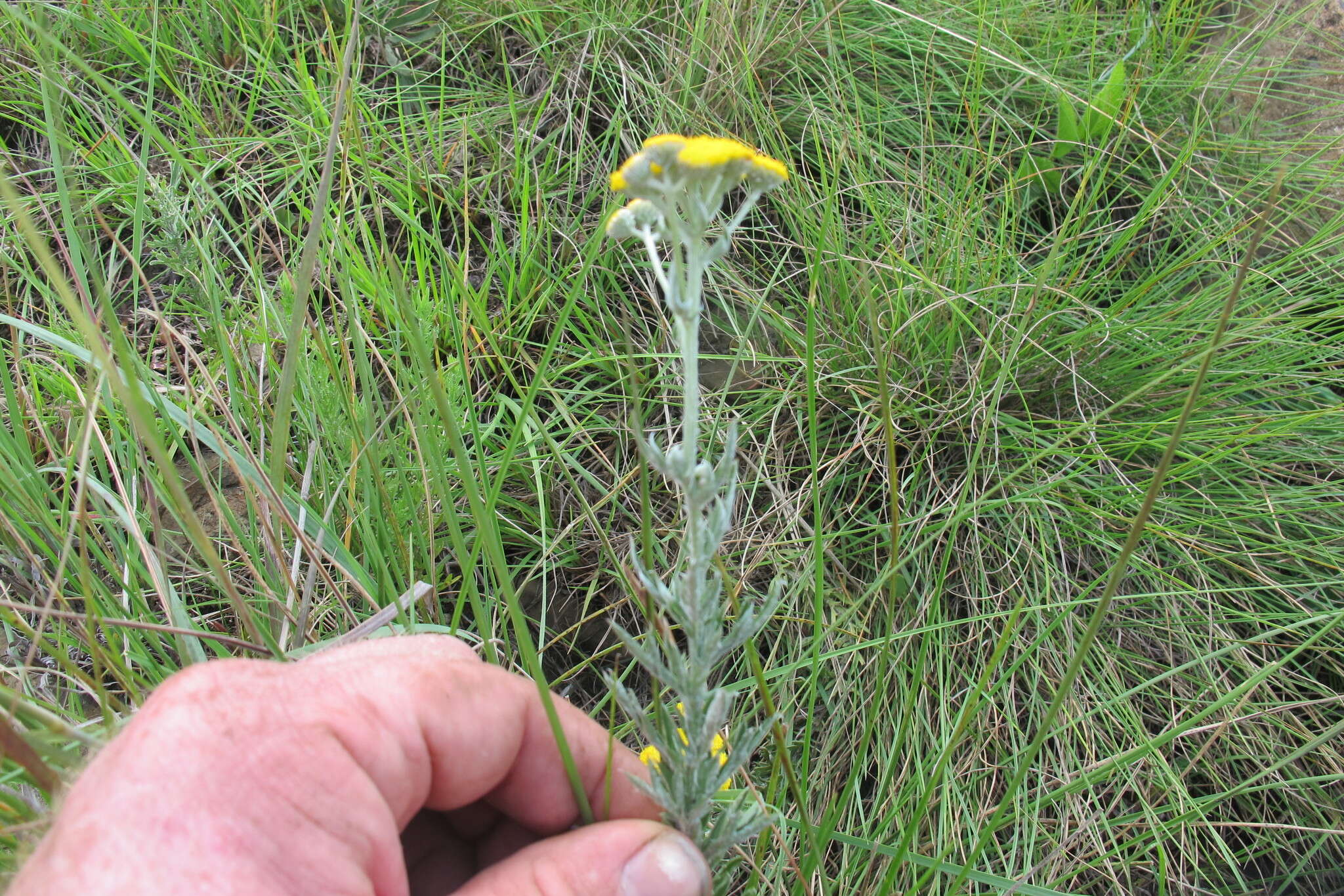 Слика од Schistostephium crataegifolium (DC.) Fenzl ex Harv. & Sond.