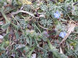 Imagem de Anchusa crispa Viv.