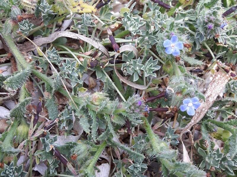 Imagem de Anchusa crispa Viv.