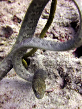 Image of Olive Sea Snakes