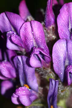 Image of Oxytropis ruthenica Vassilcz.