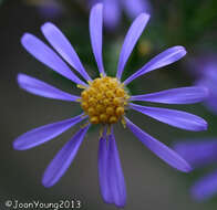 Image of Fine-leaved felicia