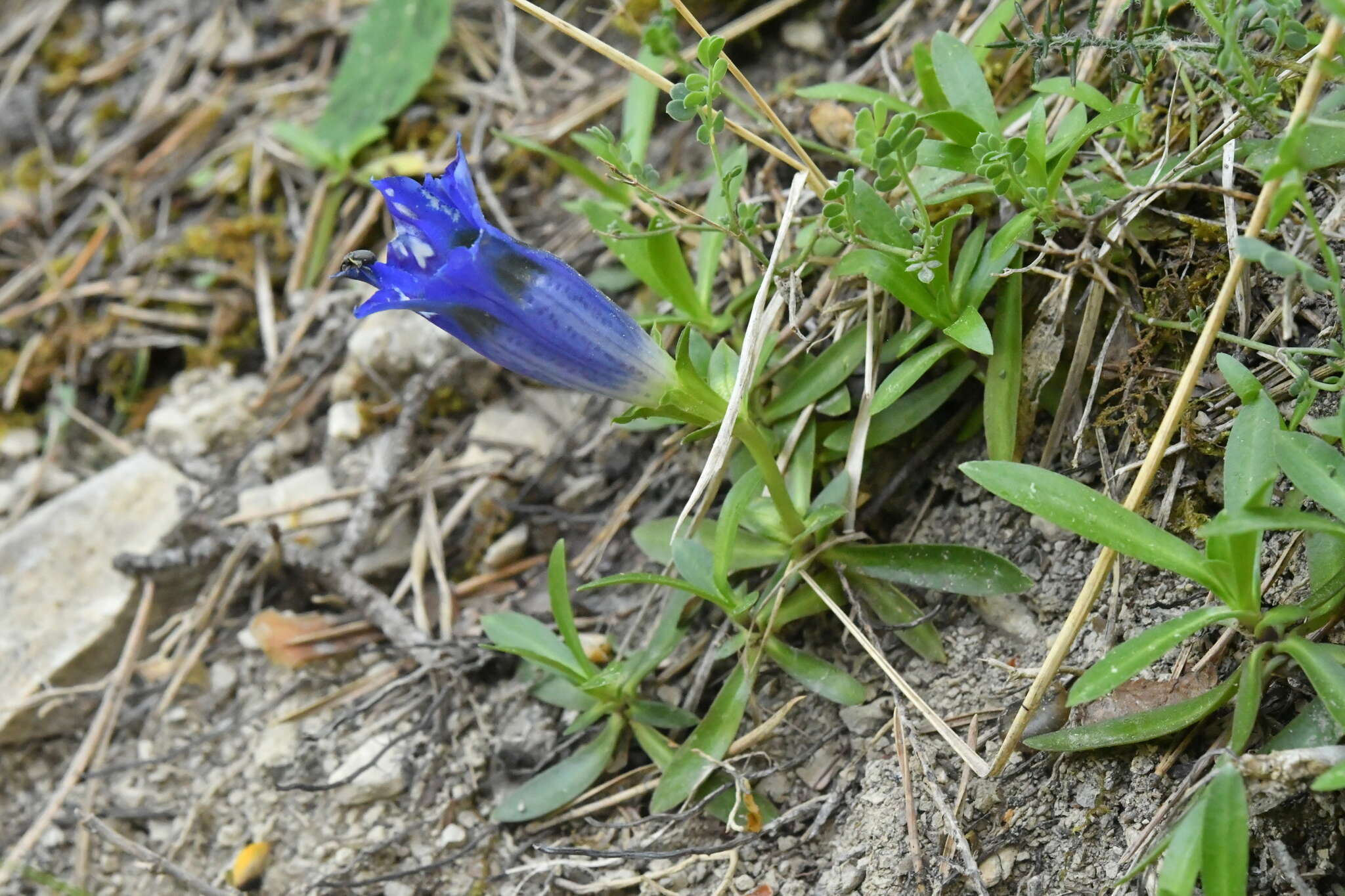 صورة Gentiana angustifolia Vill.