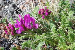 Image de Oxytropis middendorffii subsp. anadyrensis (Vassilcz.) Jurtzev