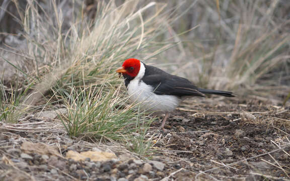 Image of Yellow-billed Cardinal