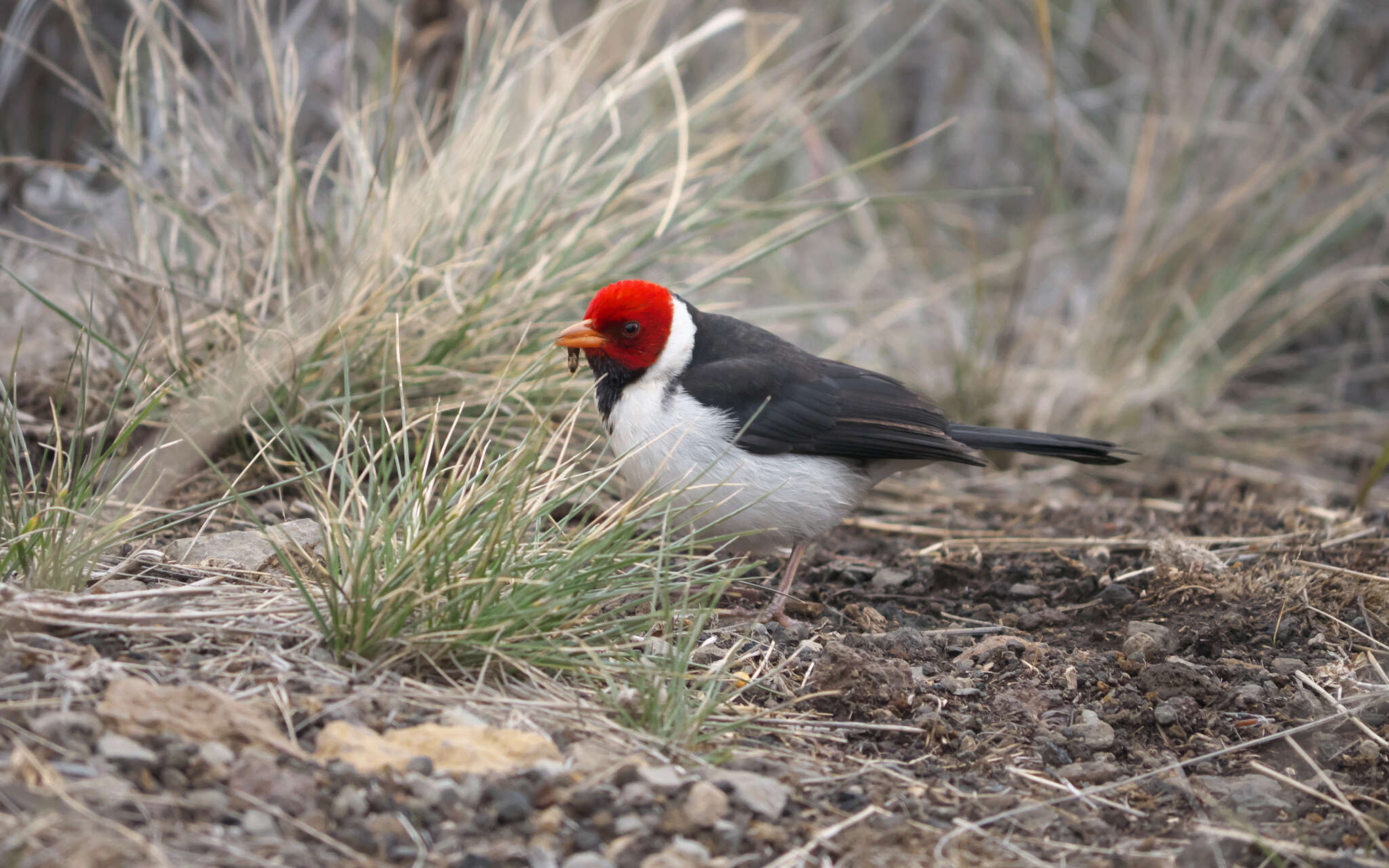 Image of Yellow-billed Cardinal