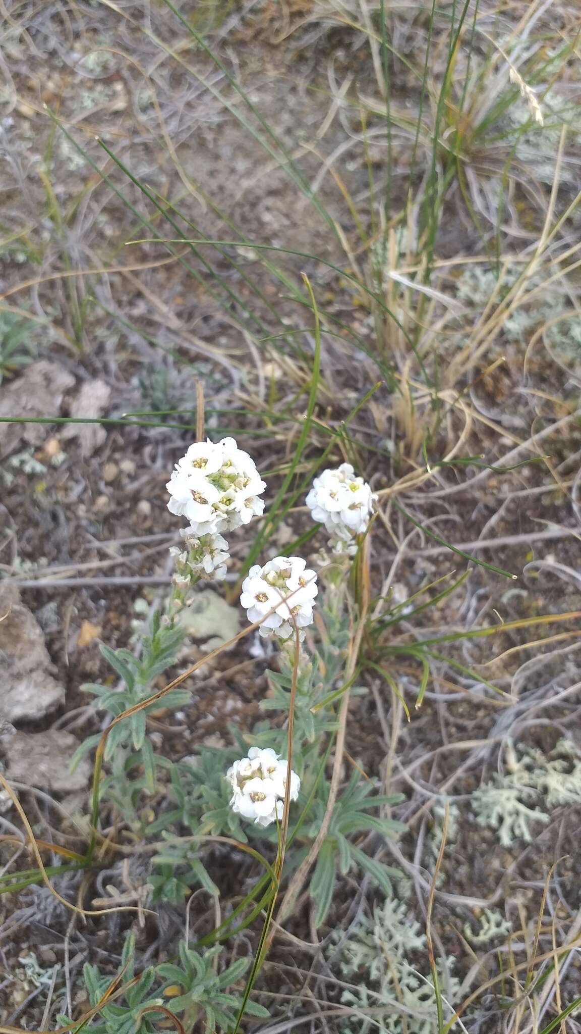 Image of Alyssum tenuifolium Stephan