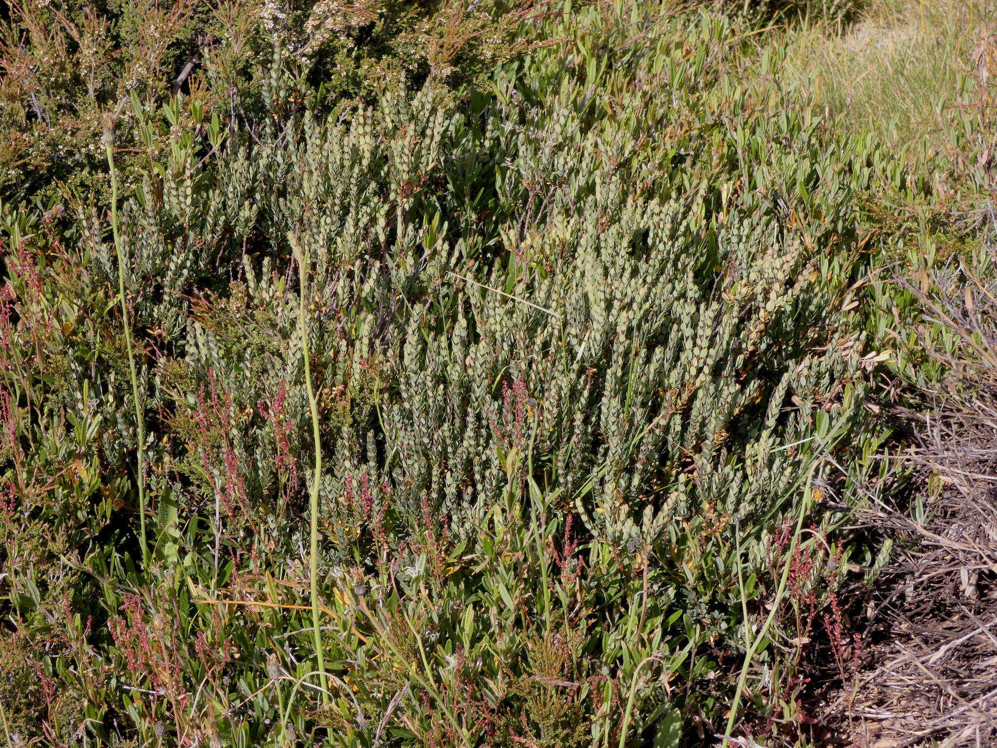 Image of Pimelea axiflora subsp. alpina (Benth.) Threlfall