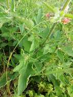 Image of Scrophularia grandiflora DC.