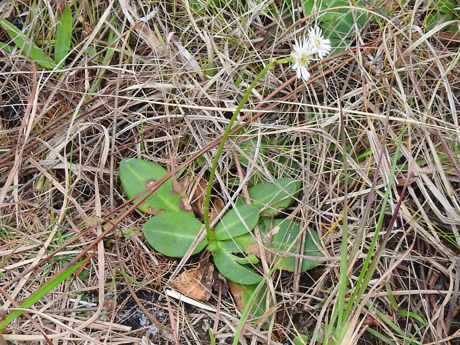 Image de Erigeron vernus (L.) Torr. & A. Gray