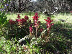 Слика од Pedicularis densiflora Benth.