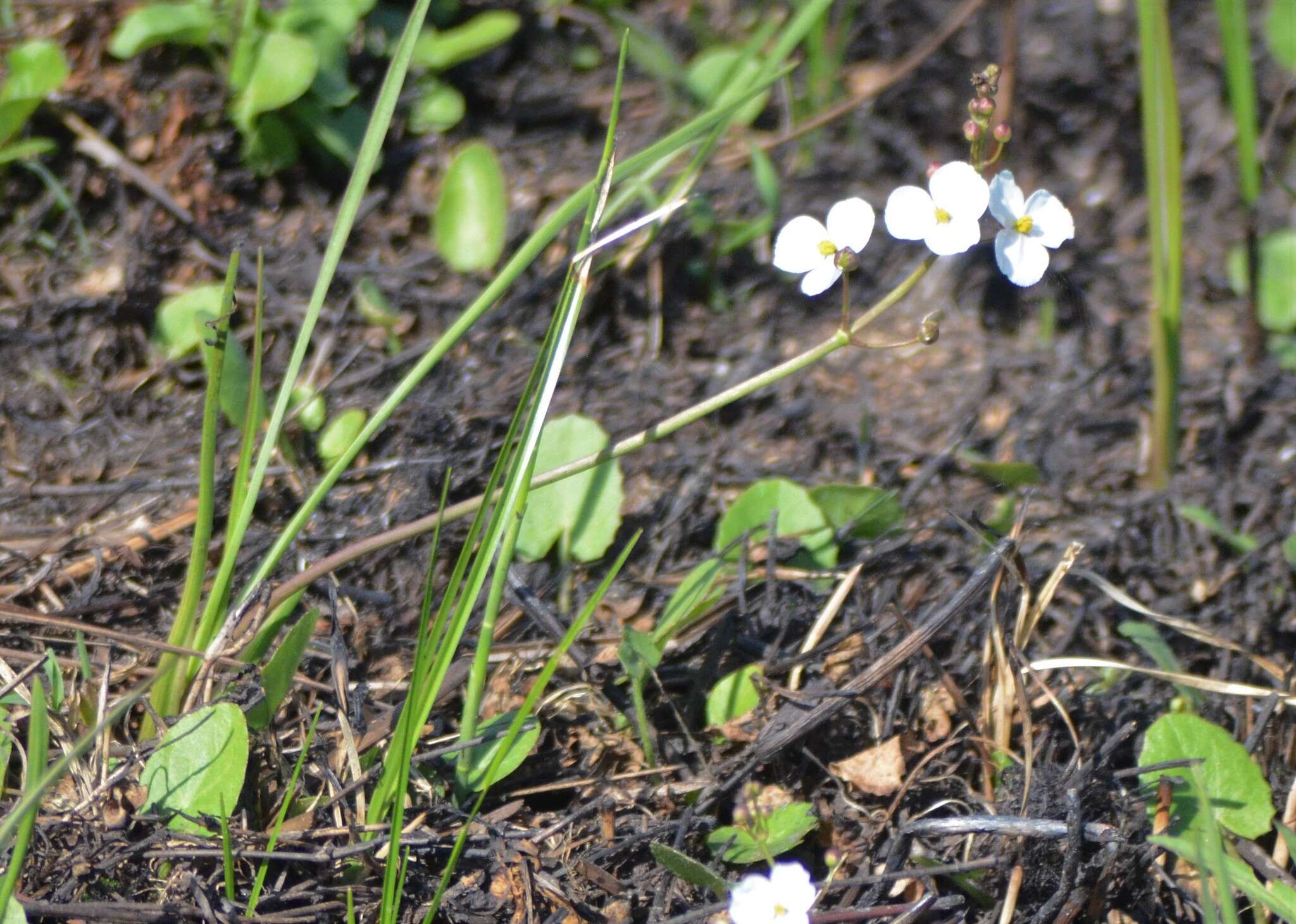 Image of grassy arrowhead