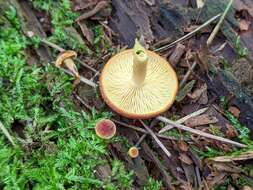 Image of Tricholomopsis flammula Métrod ex Holec 2009