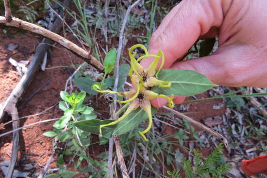 Image of Oxypetalum warmingii (Fourn.) Fontella & Marquette