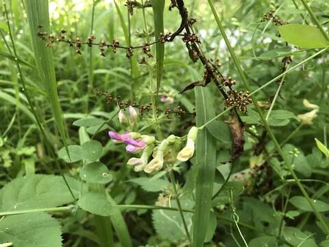 Imagem de Vicia dumetorum L.