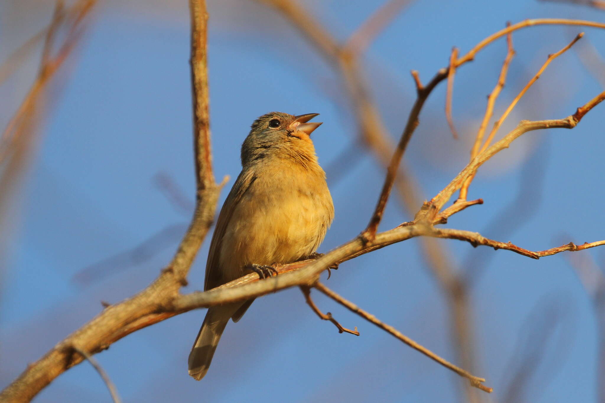 Image of Rose-bellied Bunting