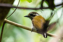 Image of Speckled Piculet