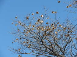 Image of Bleedwood Tree