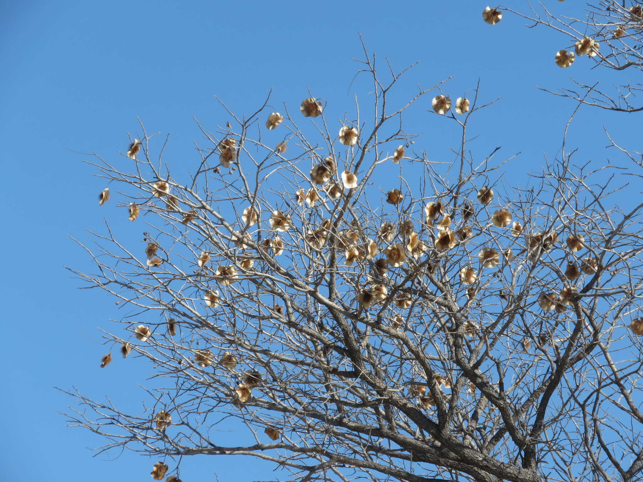 Image de Pterocarpus angolensis DC.