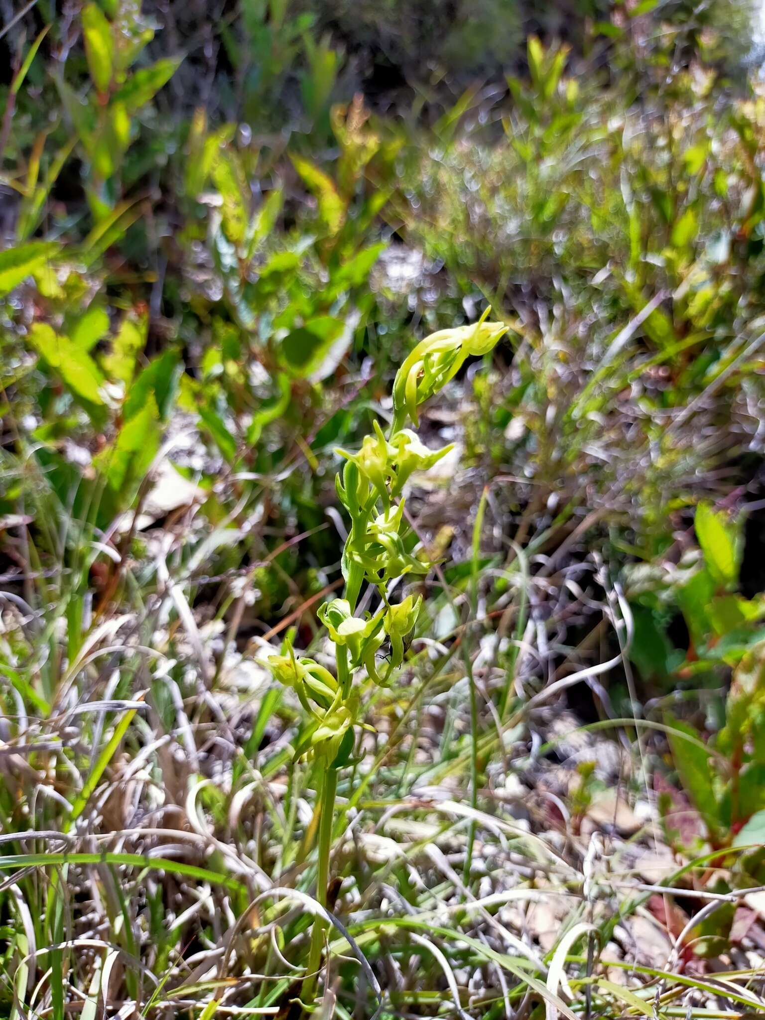 Image of Platanthera pachyglossa Hayata