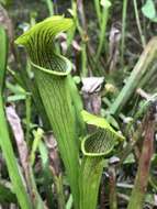 Image of Wherry's pitcherplant
