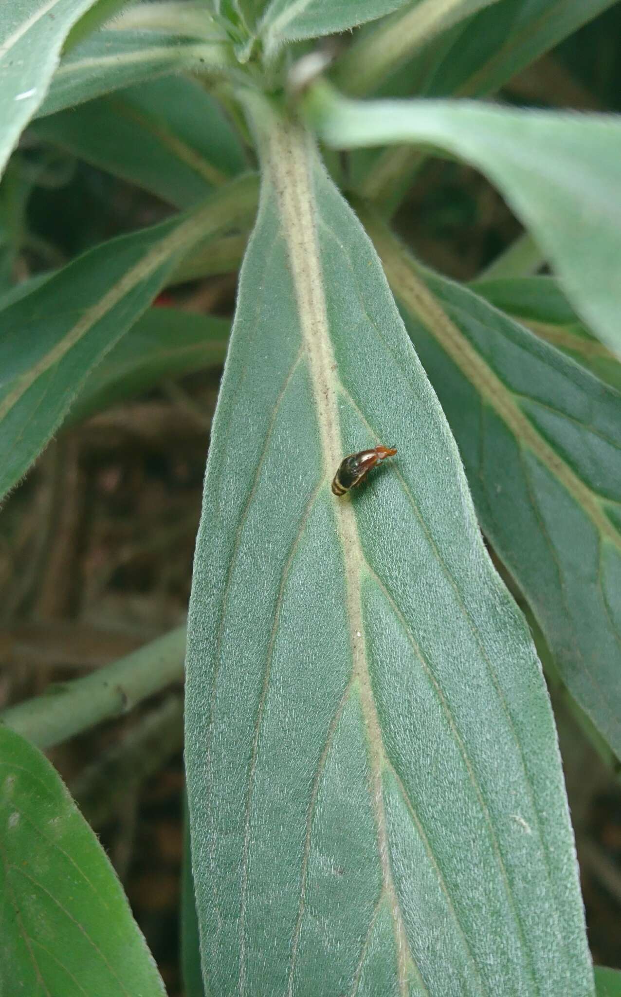 Слика од Depressa striatipennis Malloch 1927