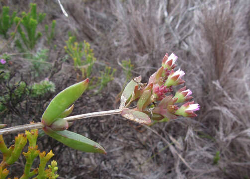 Image of Delosperma patersoniae (L. Bol.) L. Bol.