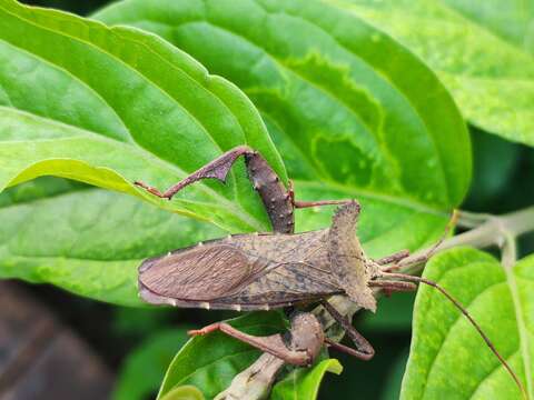 Image of Rhamnomia dubia (Hsiao 1963)