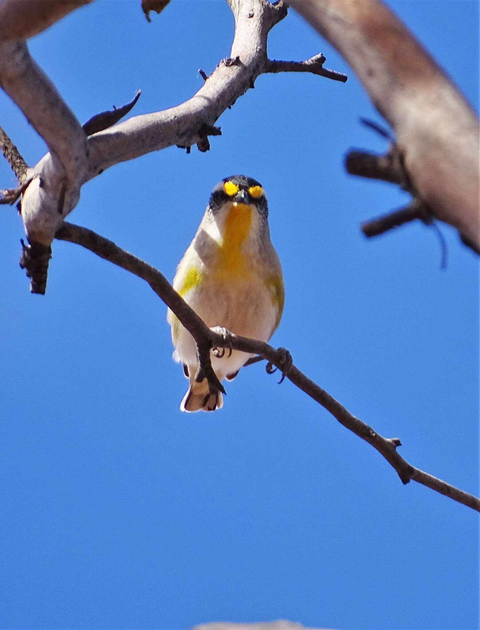 Image of Pardalotus striatus substriatus Mathews 1912