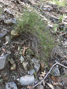 Image of Wright's bedstraw