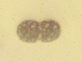 Image of Achromatium oxaliferum
