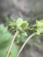 Image de Silphium glutinosum J. R. Allison