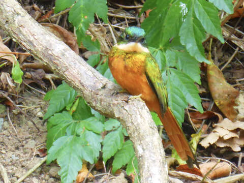 Image of Rufous-tailed Jacamar