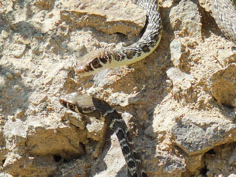 Image of Platyceps najadum najadum (Eichwald 1831)