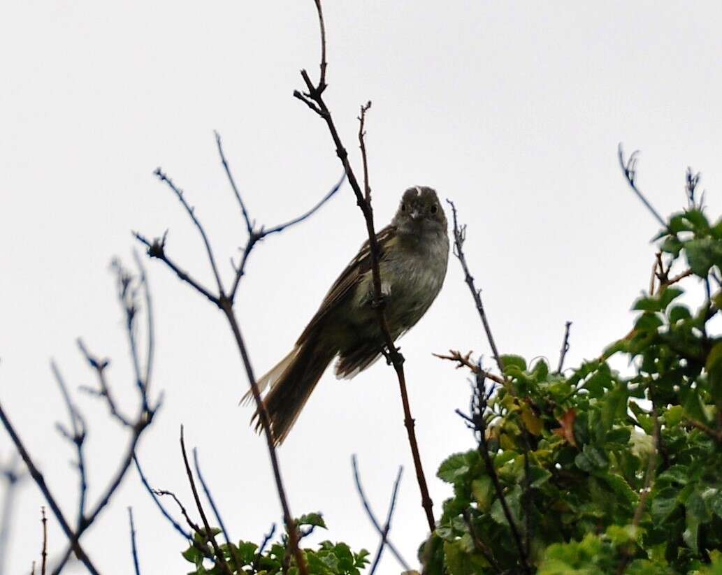 Image of White-crested Elaenia