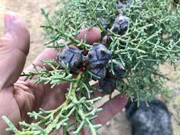 Image of Arizona Cypress