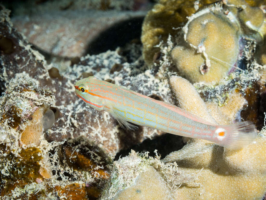 Image of Crosshatch goby