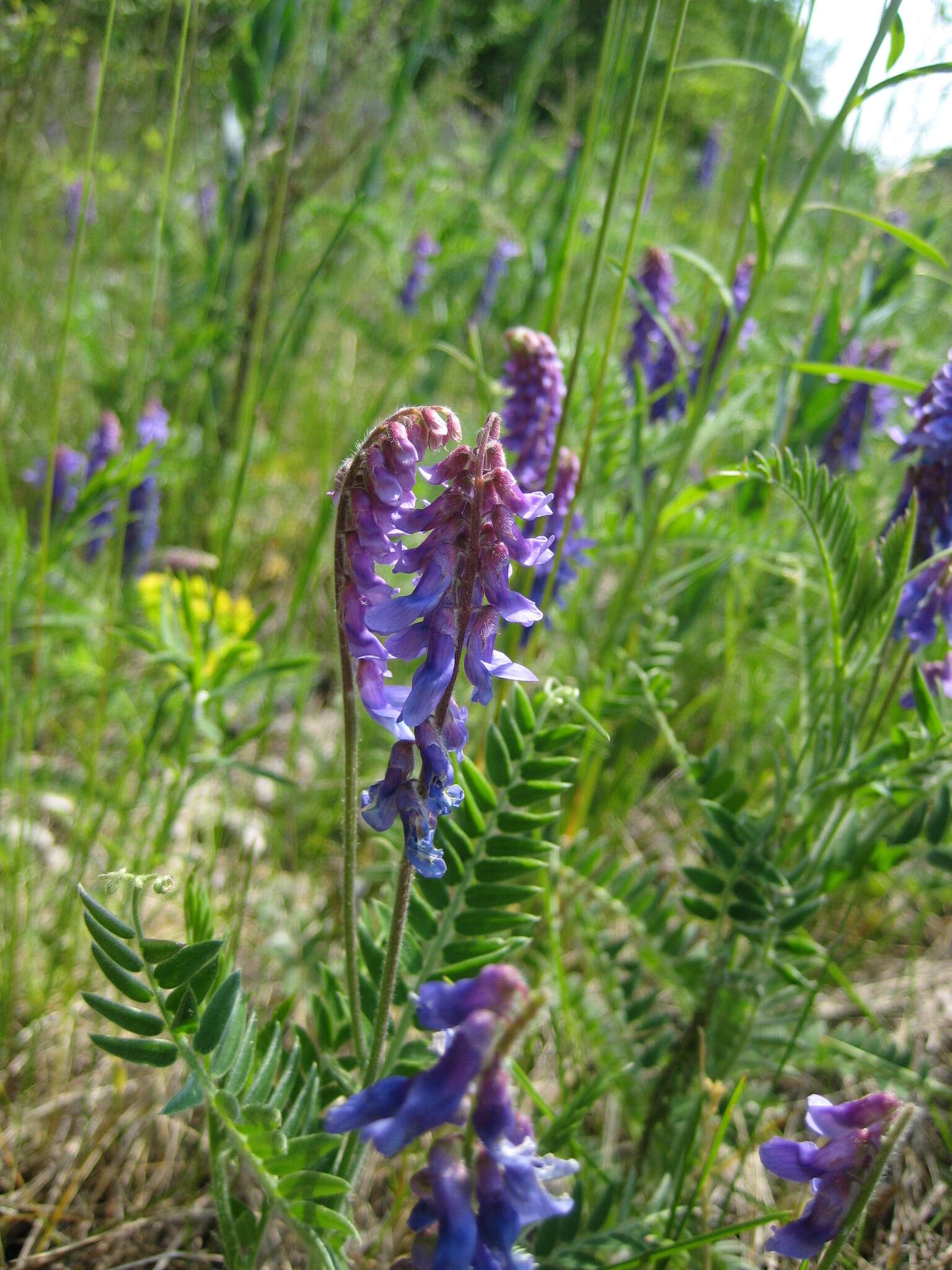 Image of winter vetch