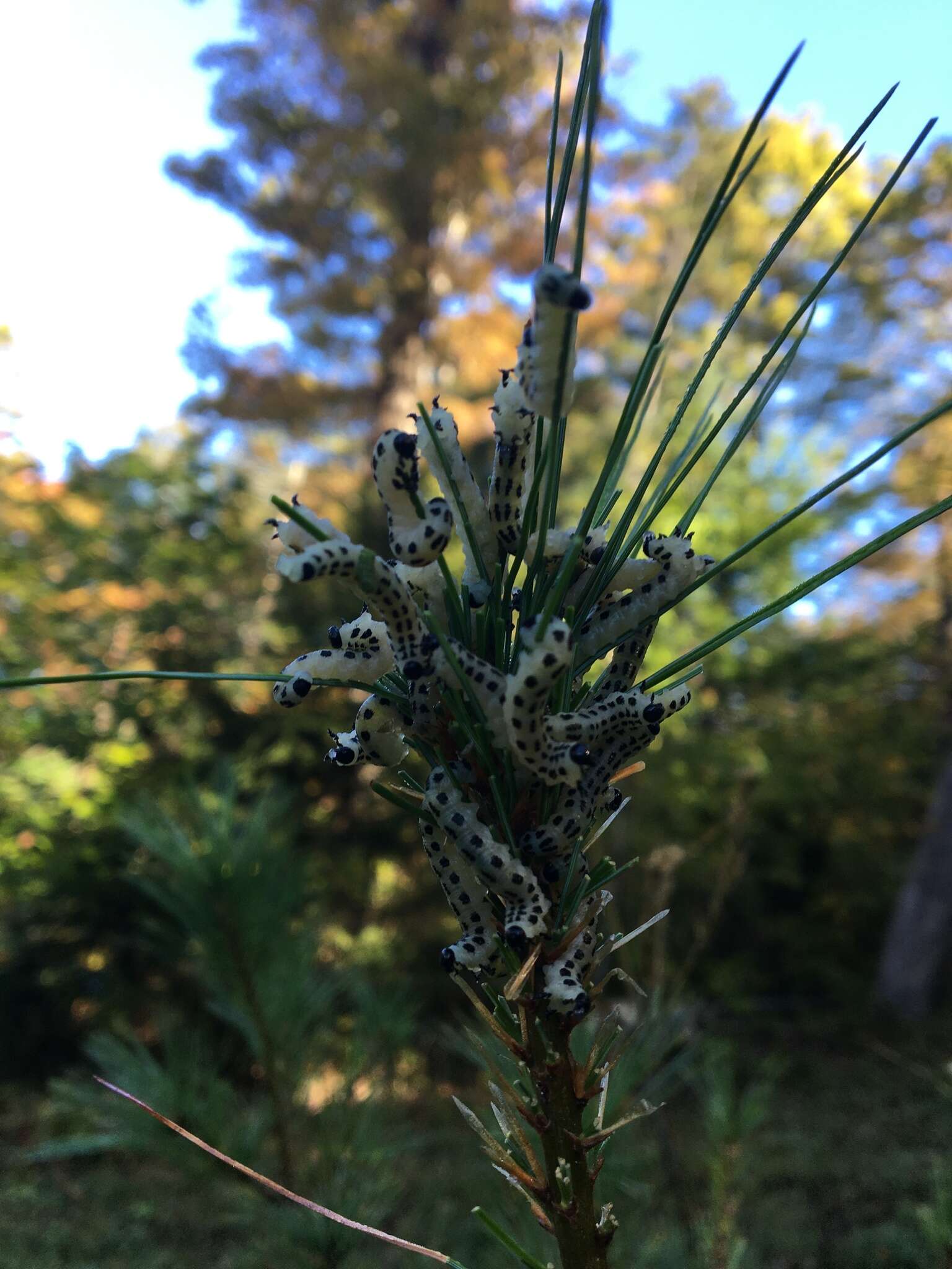 Image of White Pine Sawfly