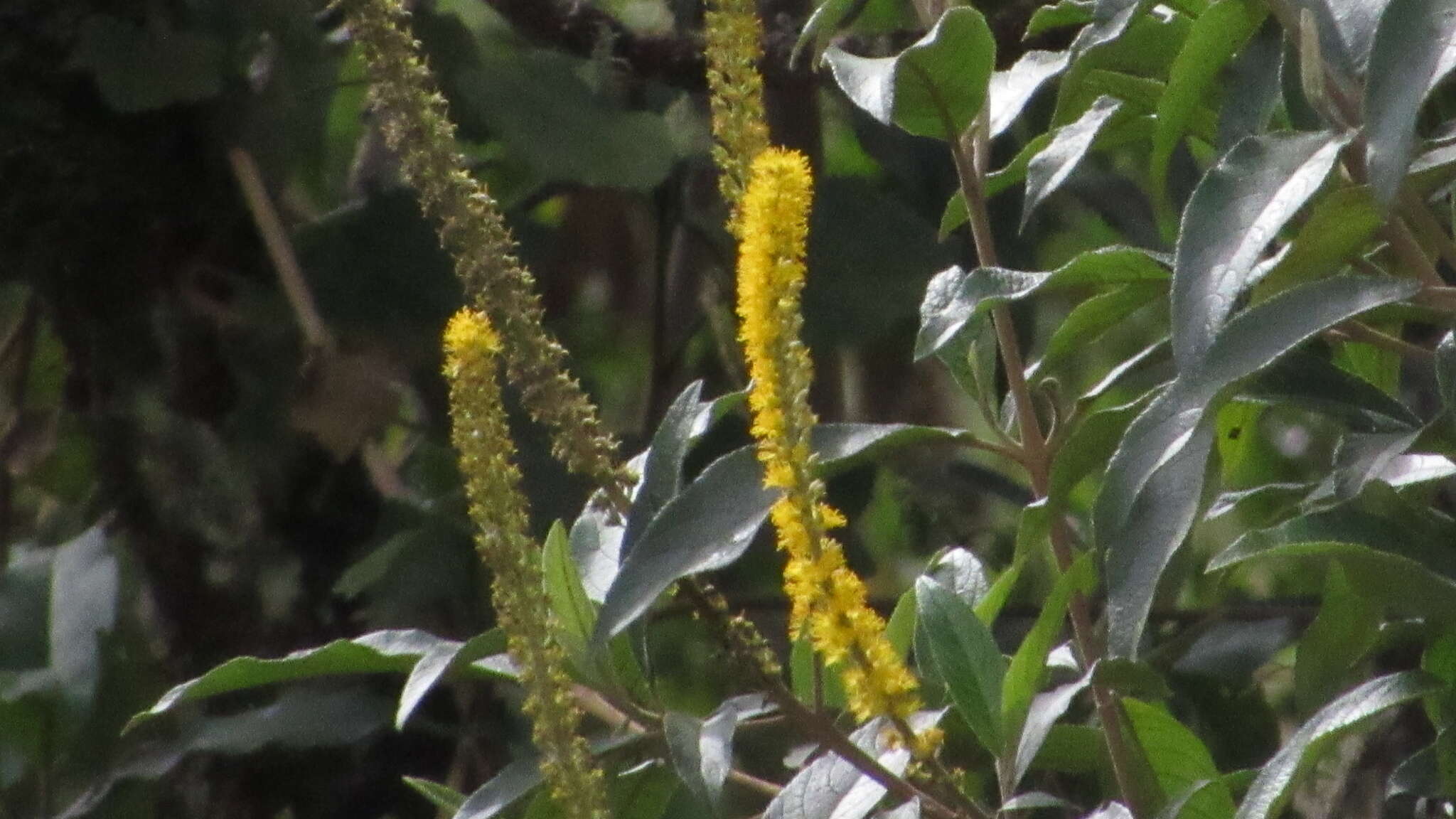 Image of Abatia parviflora Ruiz & Pav.