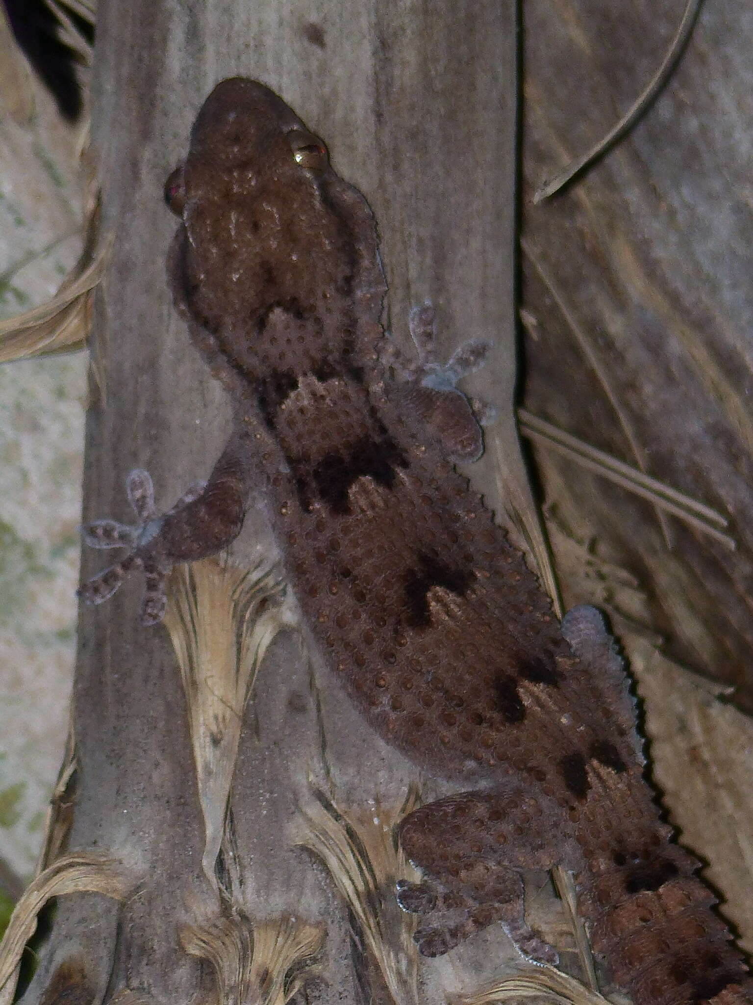 Imagem de Tarentola ephippiata senegambiae Joger 1984