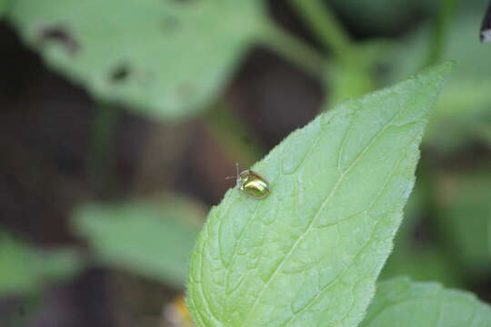 Слика од Charidotella (Charidotella) succinea (Boheman 1855)