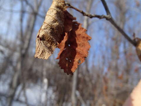 Image of thinleaf alder